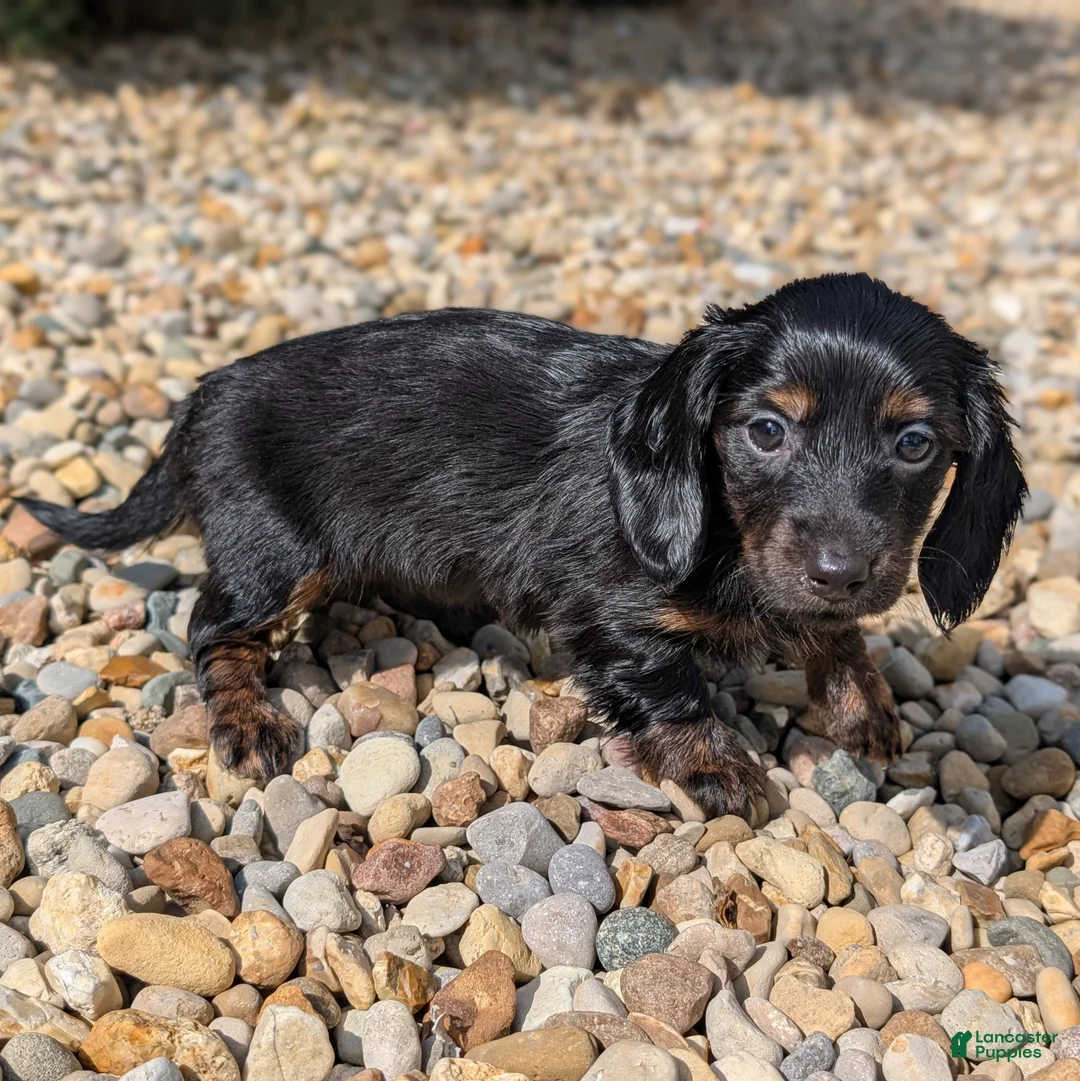 Miniature Dachshund dogs for sale: Willow - Ad 2