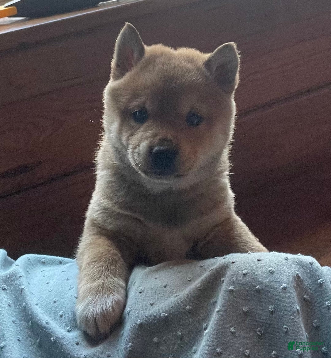 Shiba Inu dogs for sale: Moose - Ad 1
