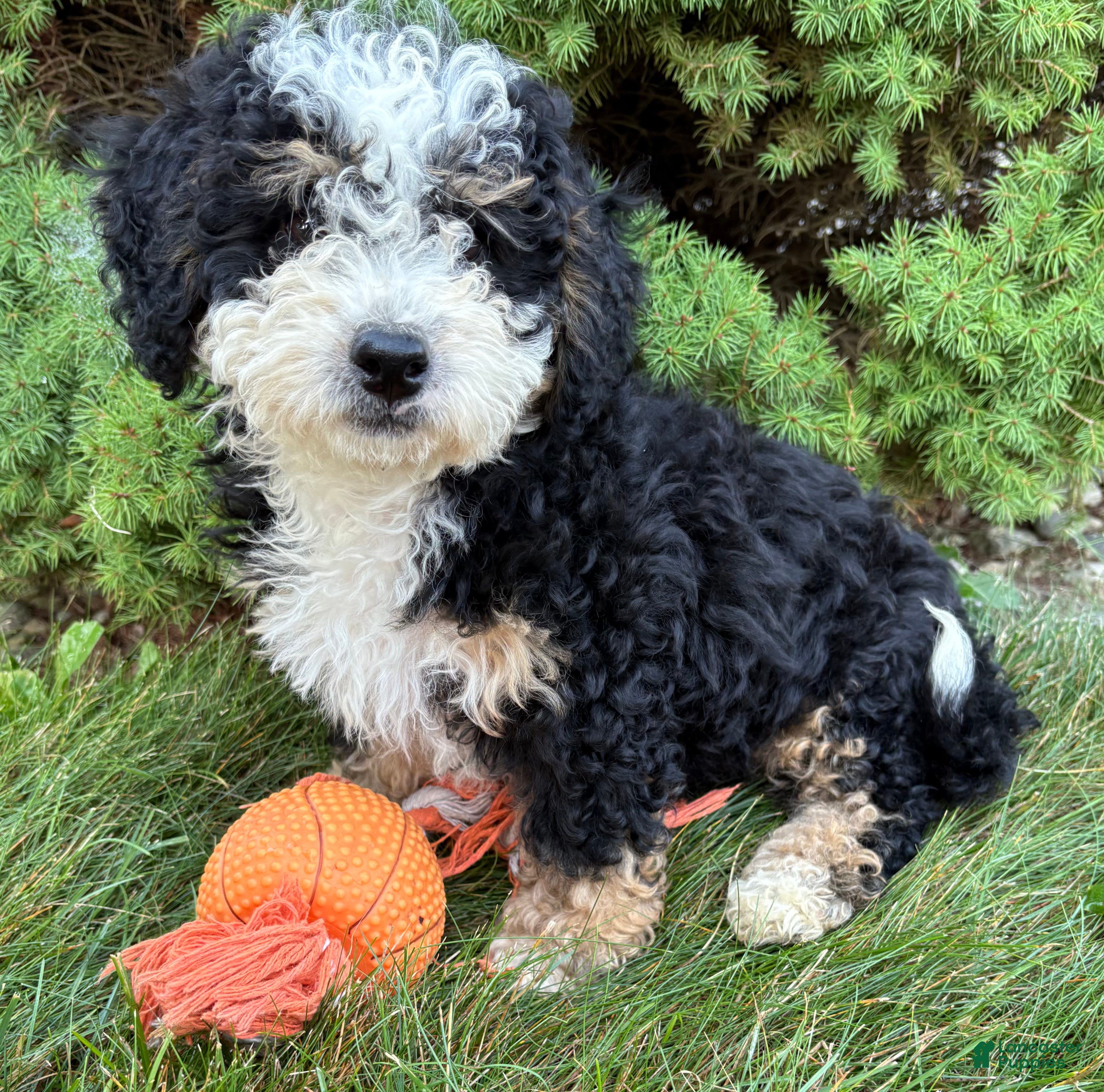 Bernedoodle dogs Ace - Ad 2