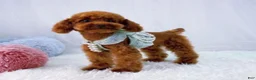 Toy Poodle dogs for sale: Caspian - Ad 16