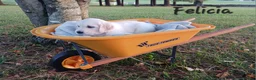 Golden Retriever dogs for sale: Felicia  - Ad 3