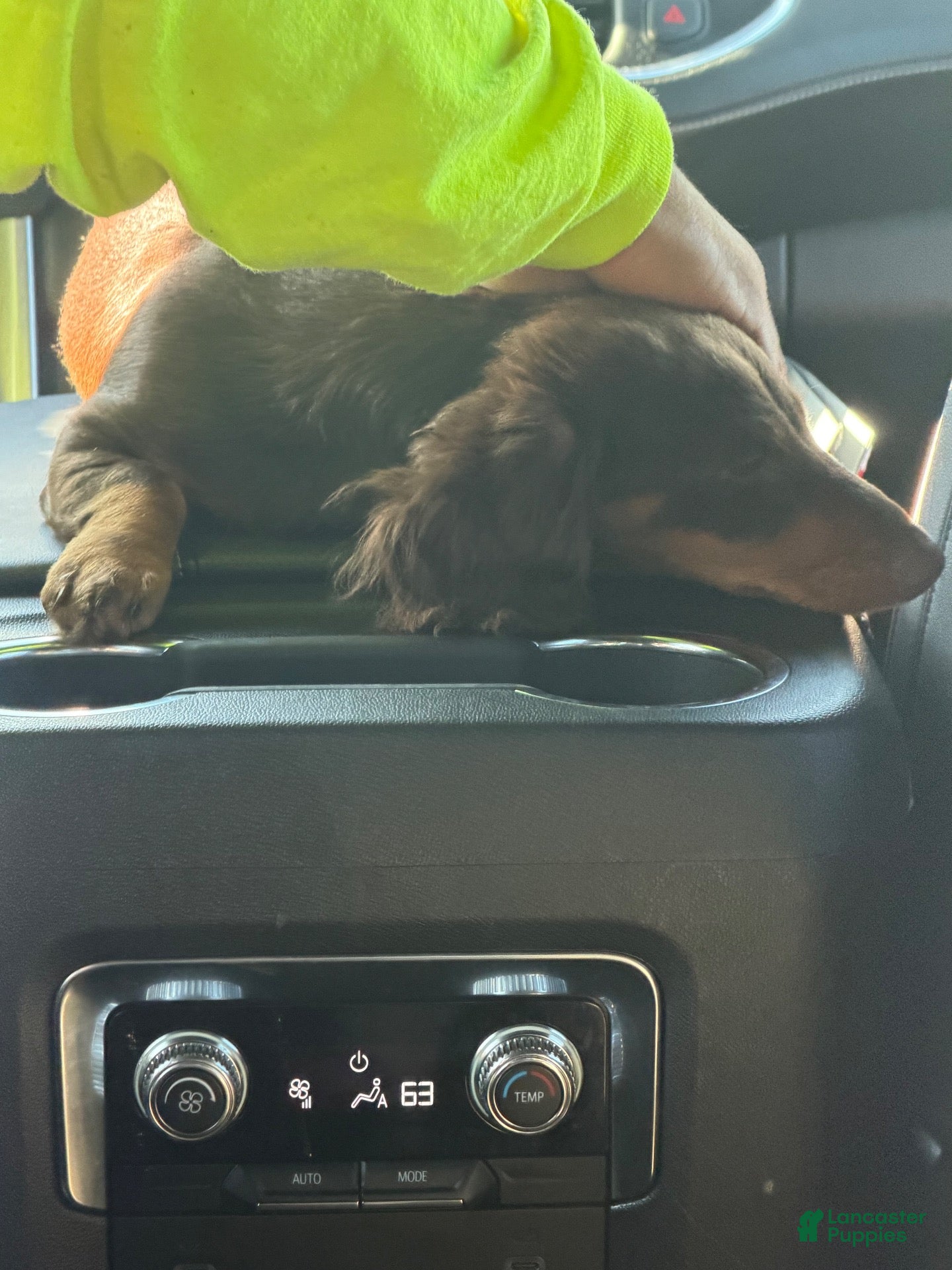 Miniature Dachshund dogs Miniature Dachshund 1 - Ad 14