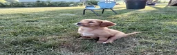 Miniature Golden Retriever dogs for sale: Emma - Ad 2