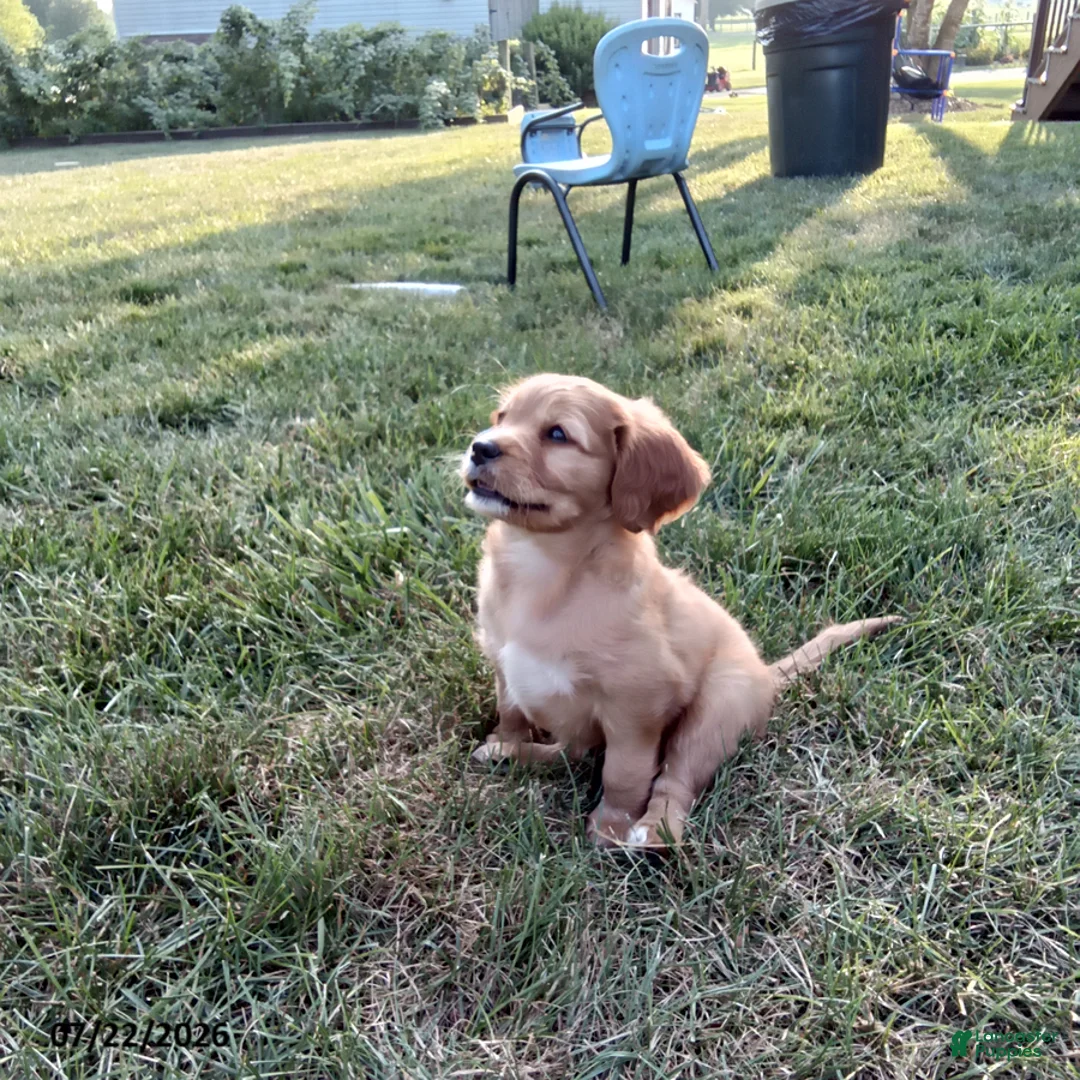 Miniature Golden Retriever dogs for sale: Emma - Ad 2