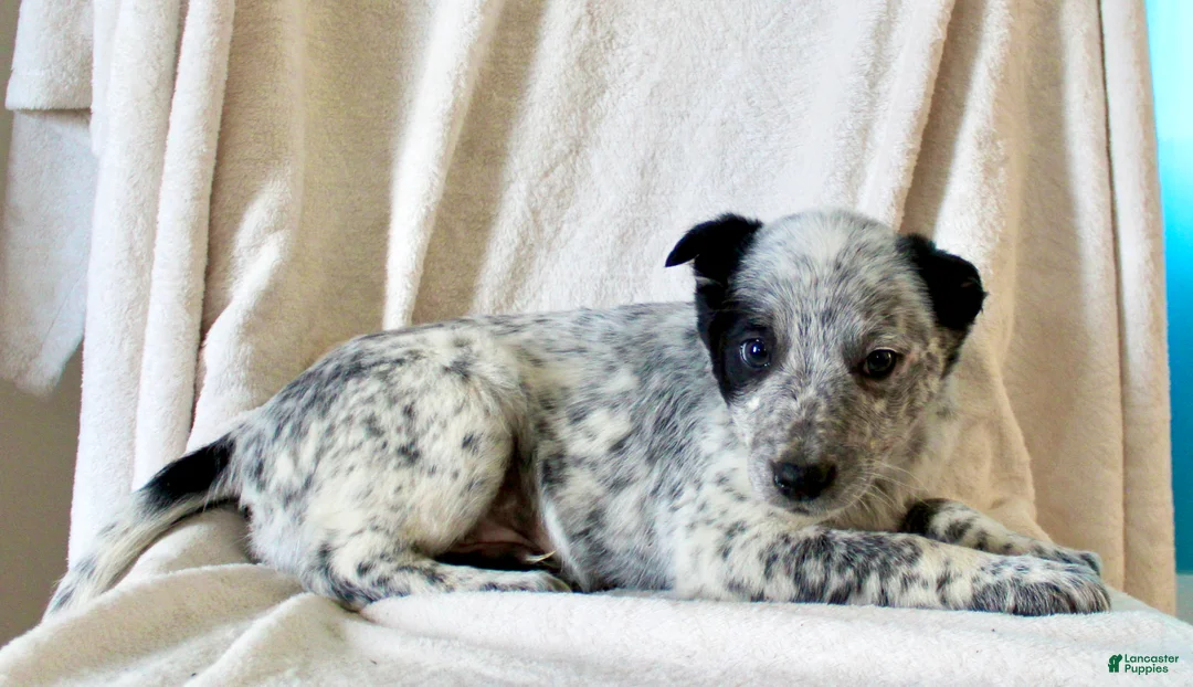 Australian Cattle Dog dogs for sale: Randy - Ad 5