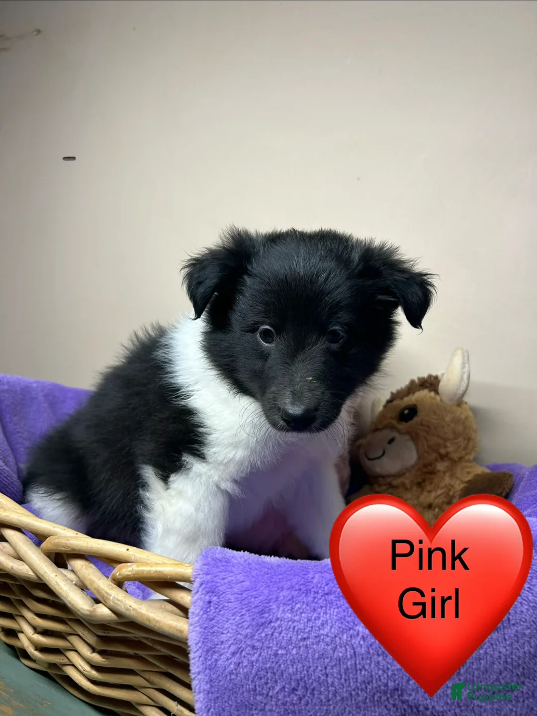 Shetland Sheepdog dogs for sale: Shetland Sheepdog Puppy 5 - Ad 1