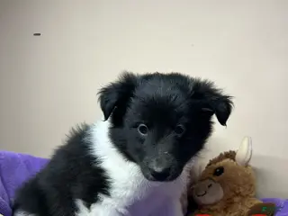 Shetland Sheepdog dogs Shetland Sheepdog Puppy 5 - Ad 39