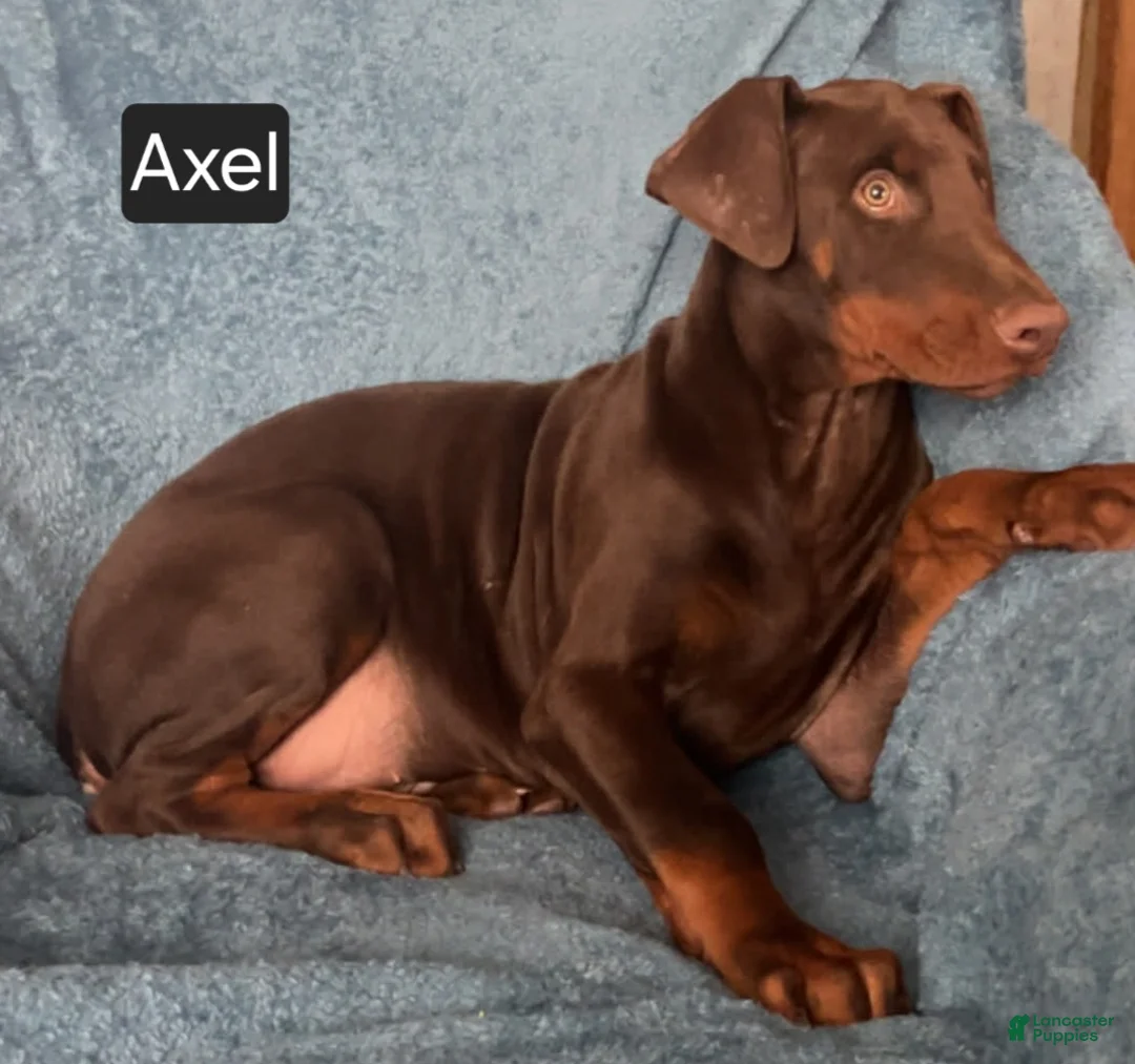 Doberman Pinscher dogs for sale: Axel - Ad 5