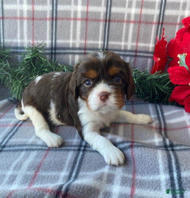 Cavalier King Charles Spaniel dogs Holly- genetic clear parents - Ad 12