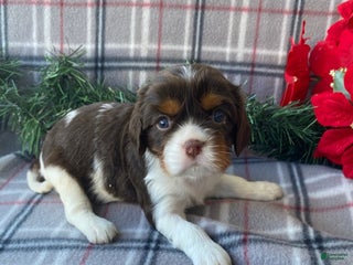 Cavalier King Charles Spaniel dogs Holly - Ad 23