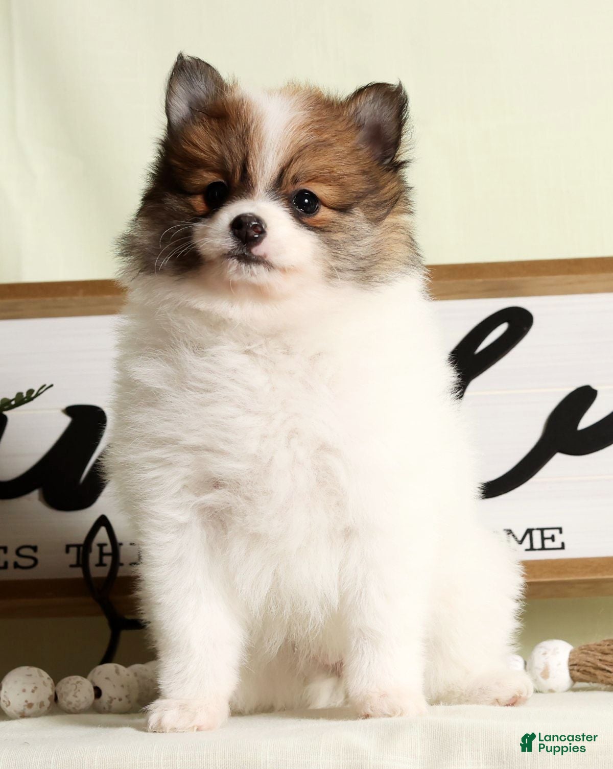 Pomeranian dogs Lexie - Ad 20