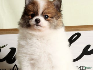 Pomeranian dogs Lexie - Ad 3