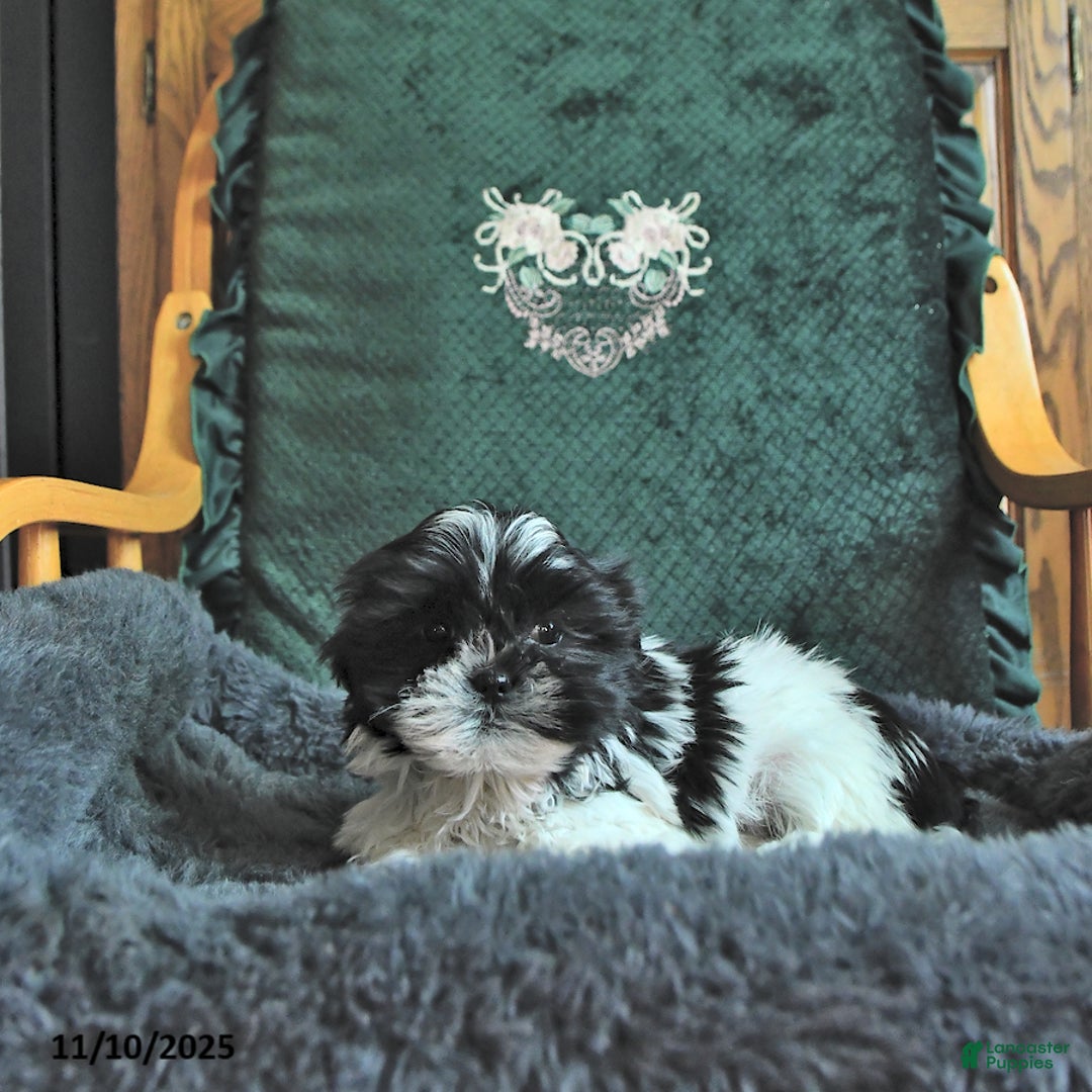 Shih Tzu dogs for sale: Kayla - Ad 2