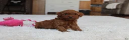 Toy Poodle dogs for sale: Melody - Ad 6