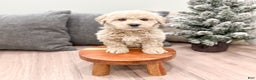 Goldendoodle dogs for sale: Prancer - Ad 3