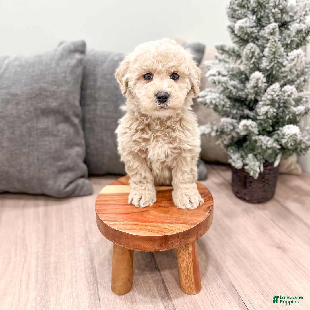 Goldendoodle dogs for sale: Prancer - Ad 3