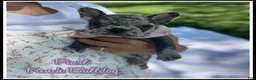 French Bulldog dogs for sale: Pearl - Ad 1