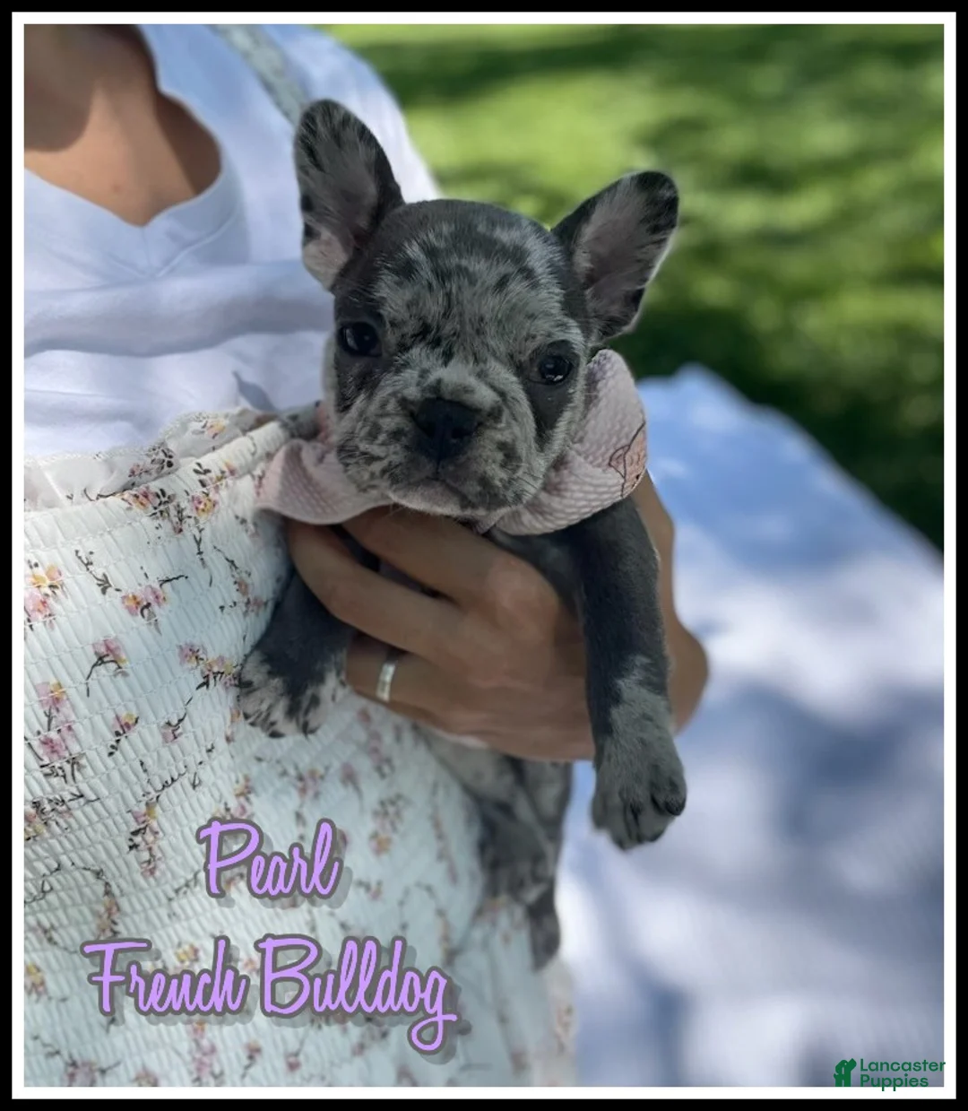 French Bulldog dogs for sale: Pearl - Ad 1