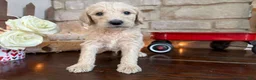Labradoodle dogs for sale: Salty (Boy) - Ad 3