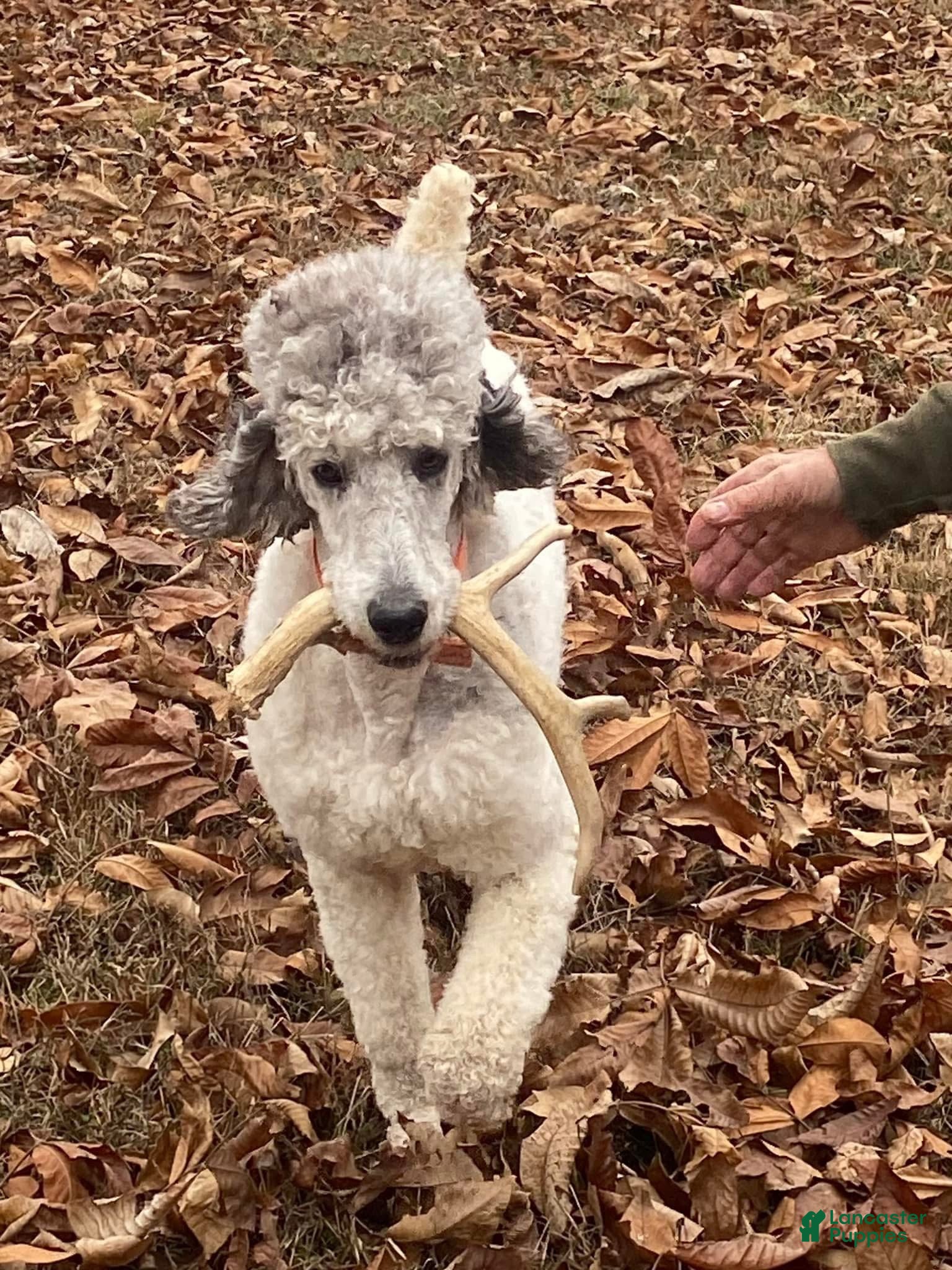 Standard Poodle dogs Windbush Raising Cain - Ad 2