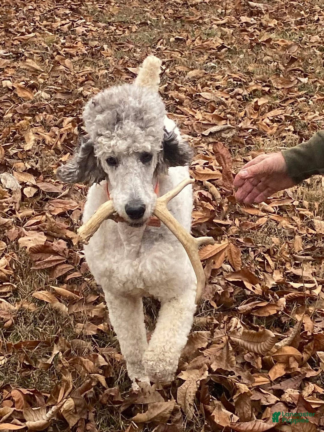 Standard Poodle dogs for stud: Windbush Raising Cain - Ad 2