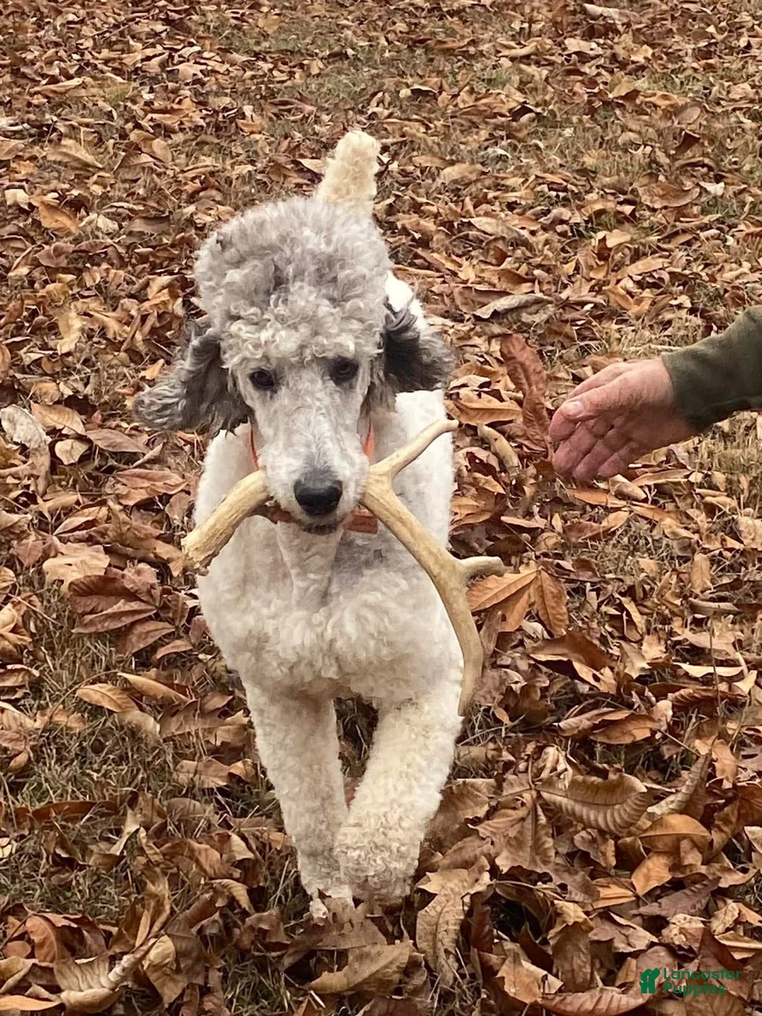 Standard Poodle dogs for stud: Windbush Raising Cain - Ad 2