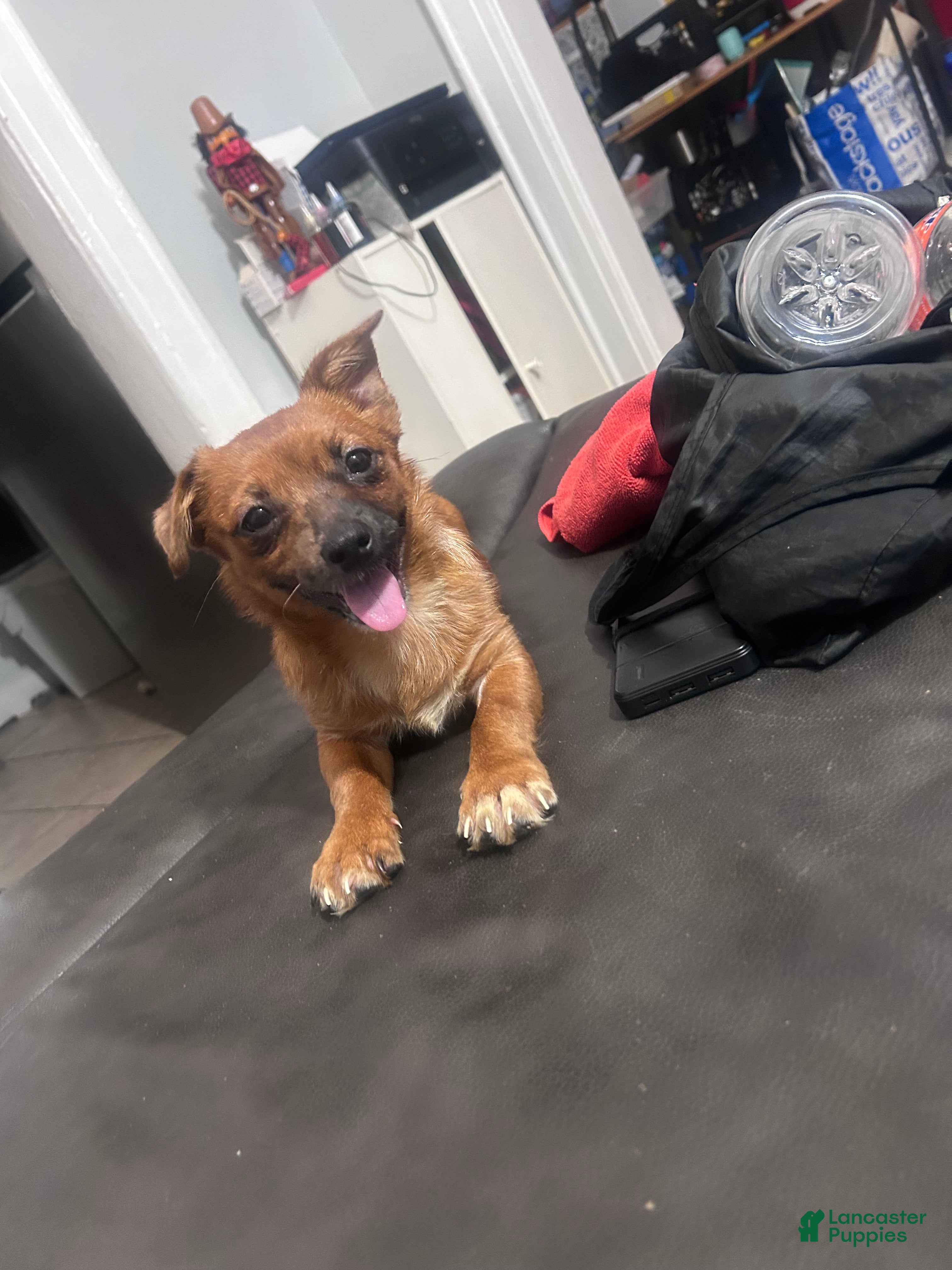 Mixed Breed dogs Stella - Ad 24