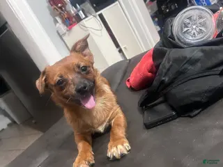 Mixed Breed dogs Stella - Ad 24
