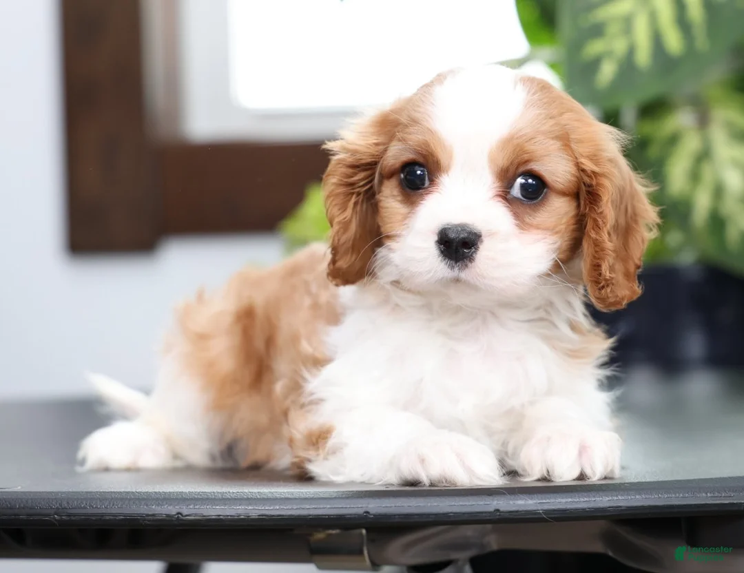 Cavalier King Charles Spaniel dogs for sale: Benji - Ad 4