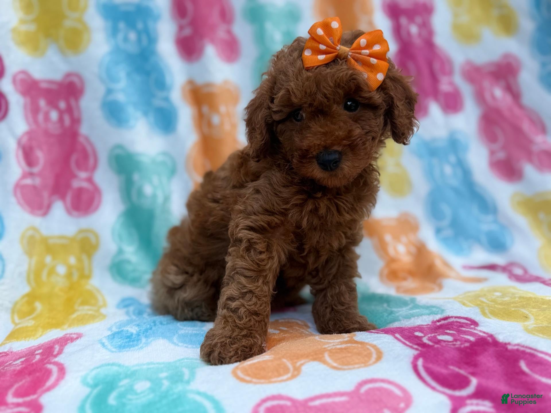 Cavapoo dogs for sale: Ansley - Ad 1
