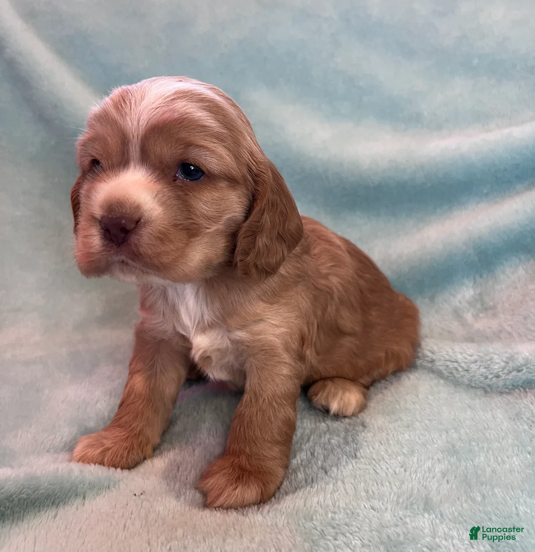 Cocker Spaniel dogs for sale: Bear  - Ad 8