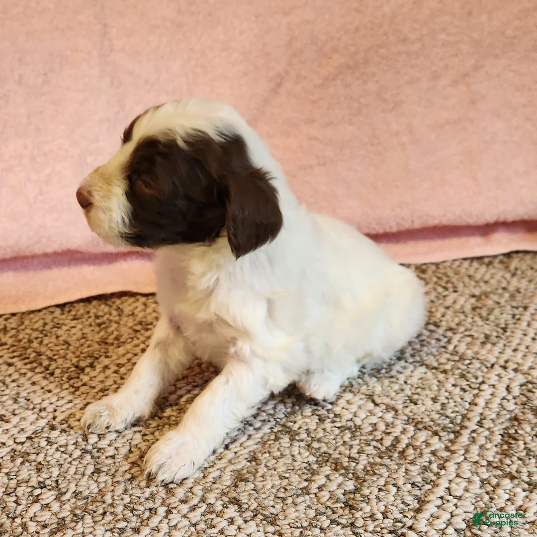 Portuguese Water Dog dogs for sale: Misty - Ad 5