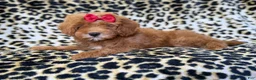 Cavapoo dogs for sale: Sassy - Ad 4