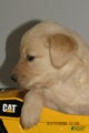 Golden Retriever Puppy 4 Rye
