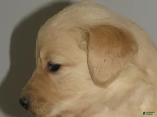 Golden Retriever dogs Golden Retriever Puppy 4 Rye - Ad 5
