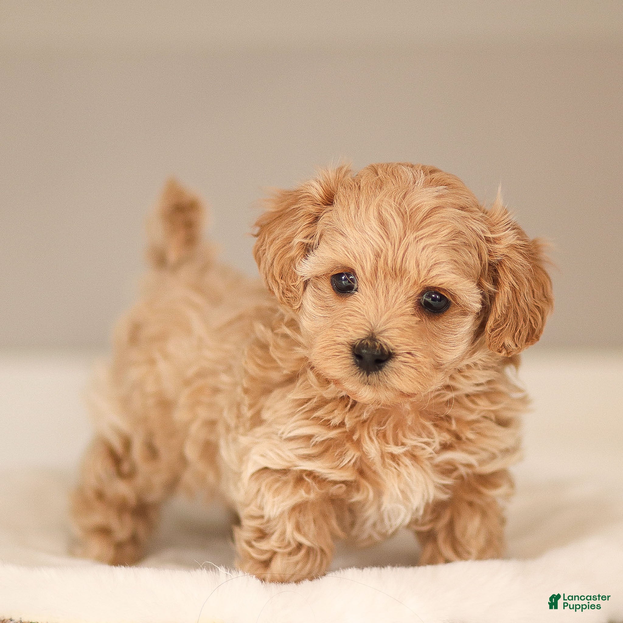 Maltipoo dogs Luca Maltipoo Puppy  - Ad 1