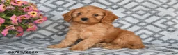 Cavapoo dogs for sale: Tanto - Ad 4