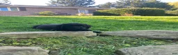 Newfoundland dogs for sale: Sunshine - Ad 2