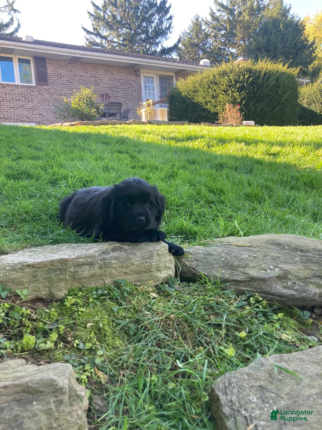 Newfoundland dogs for sale: Sunshine - Ad 2