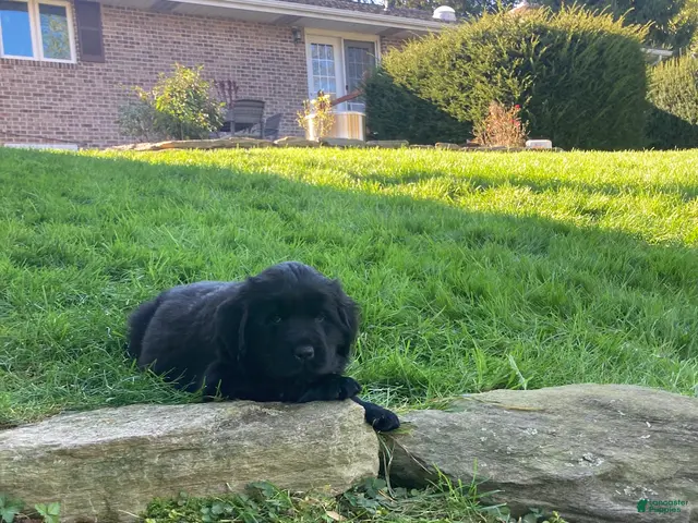 Newfoundland dogs for sale: Sunshine - Ad 2
