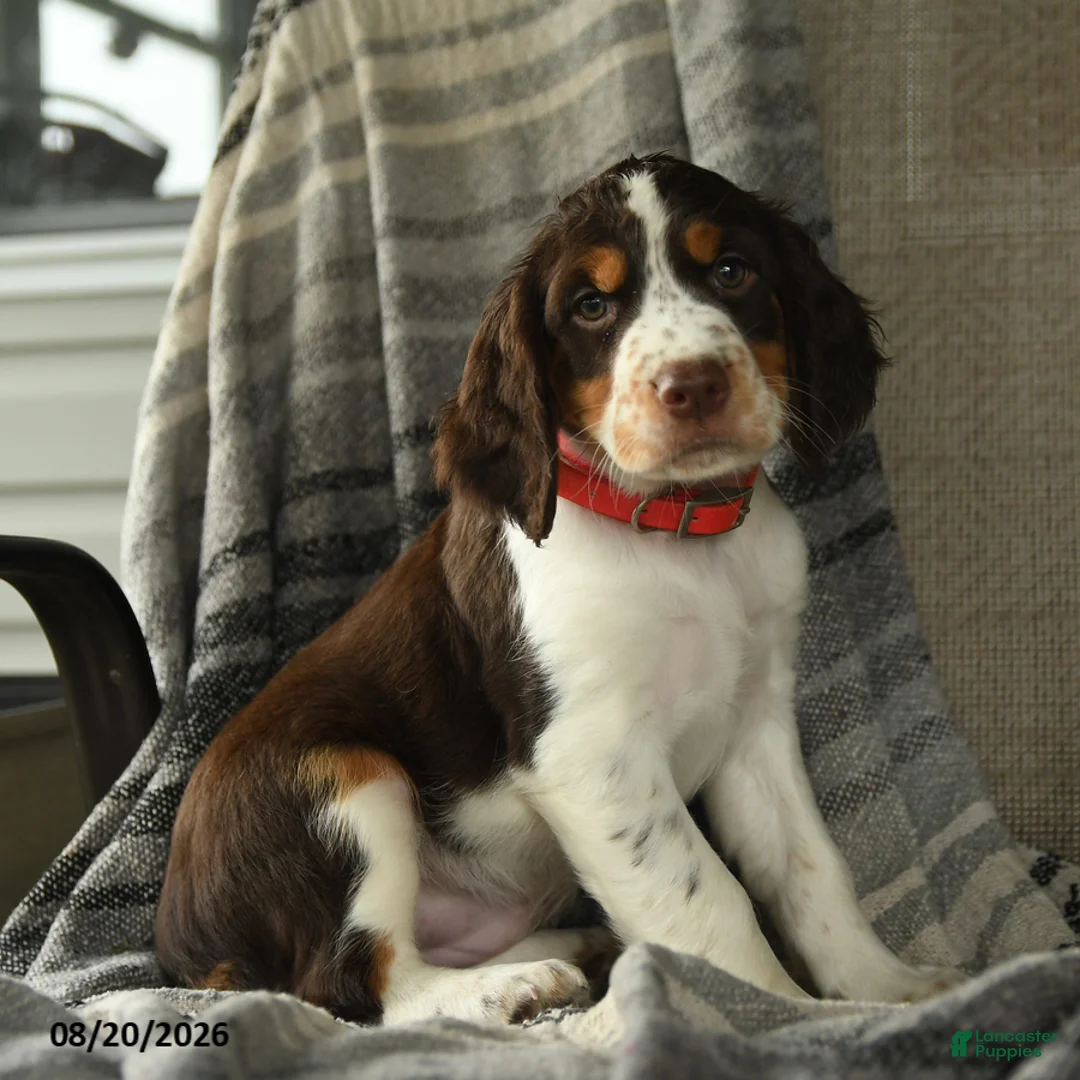 English Springer Spaniel dogs for sale: Escape - Ad 1