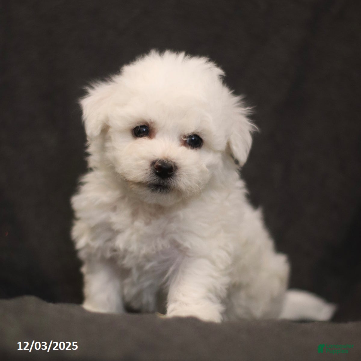 Bichon Frise dogs Jade - Ad 39