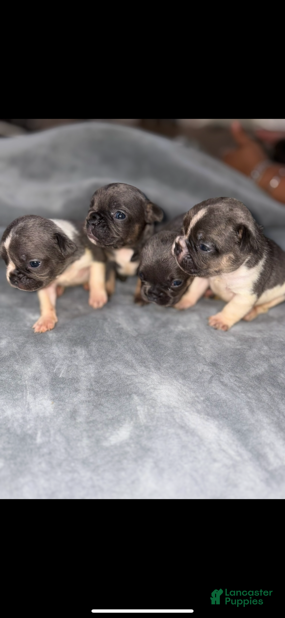 French Bulldog dogs for sale: Lala Female - Ad 6