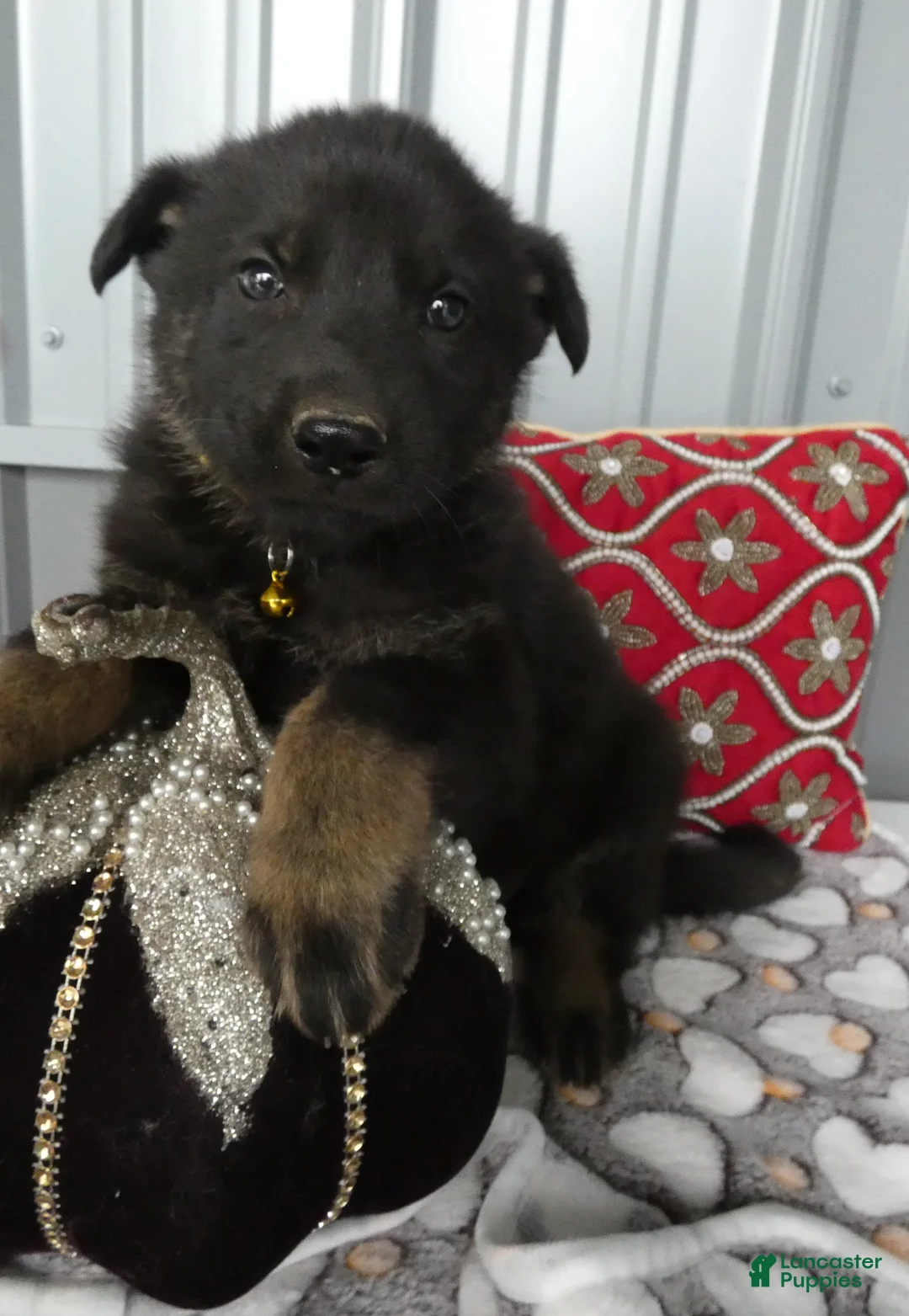 German Shepherd dogs for sale: German Shepherd 2 Parker - Ad 1