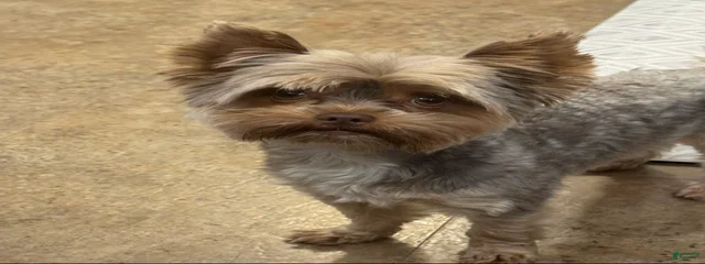 Chewie