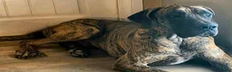 Great Dane dogs for sale: Bellows - Ad 13