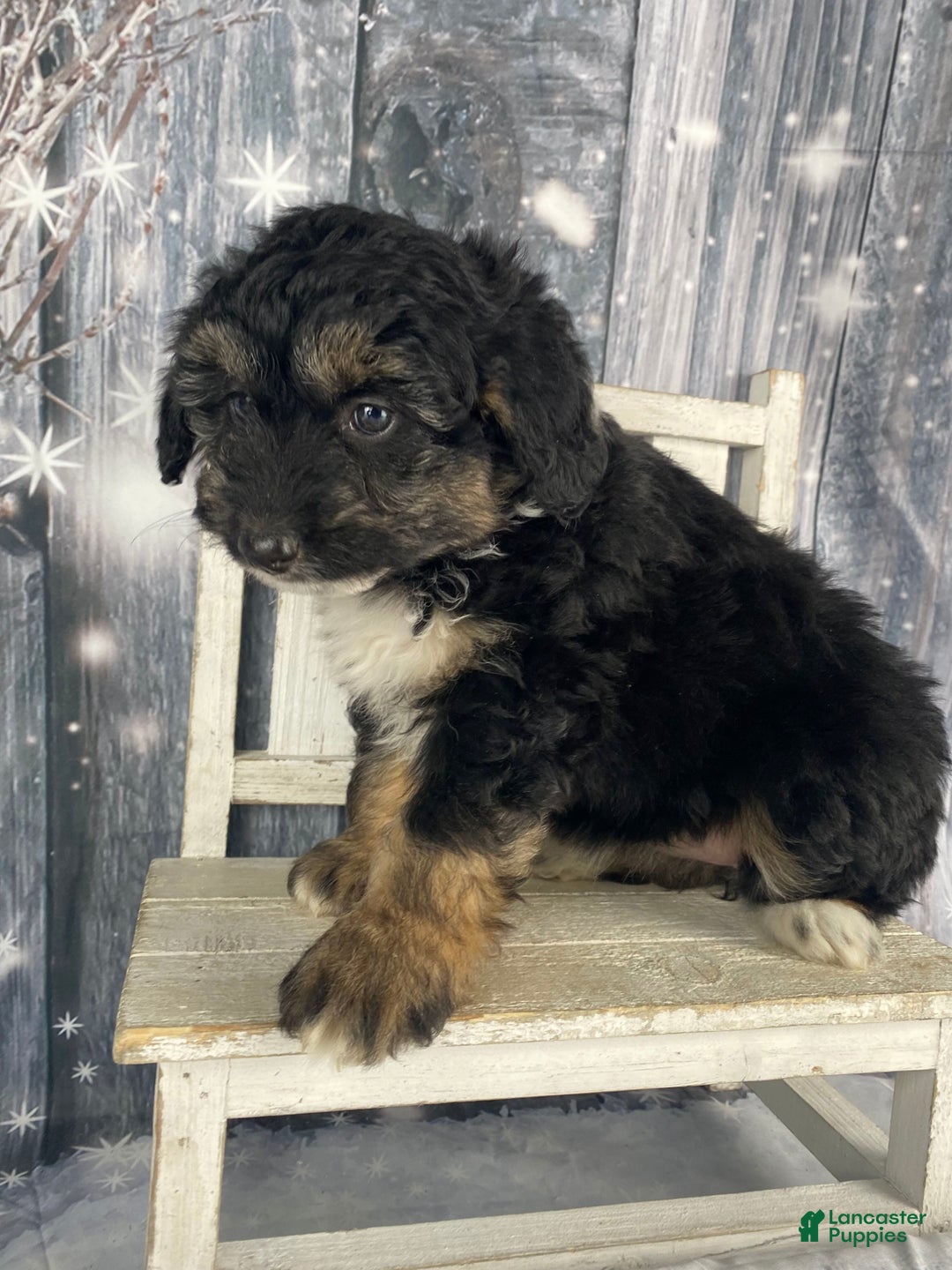 Aussiedoodle dogs for sale: Clarabell - Ad 6