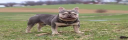 French Bulldog dogs for sale: Eden - Ad 17