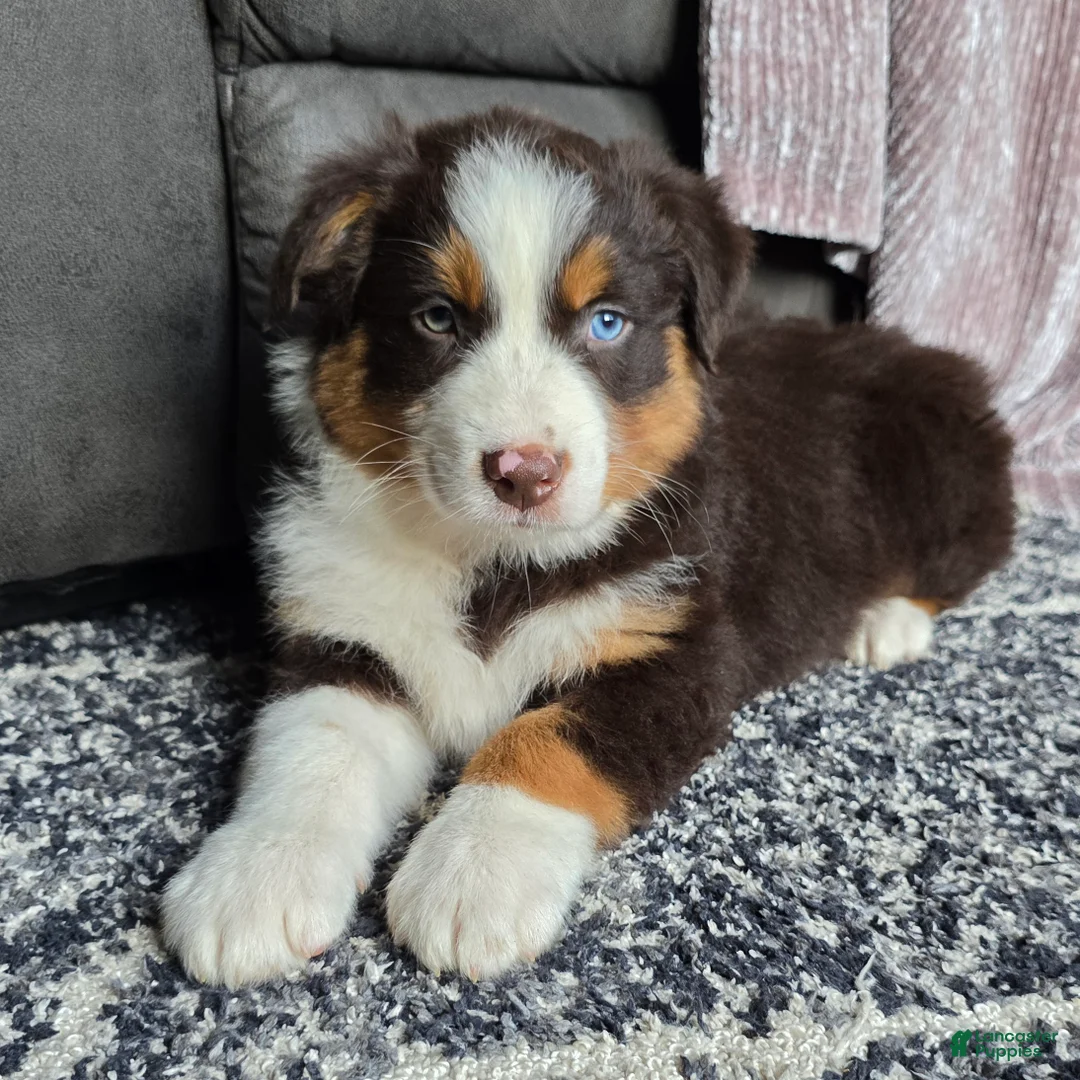 Australian Shepherd dogs for sale: Einstein  - Ad 2
