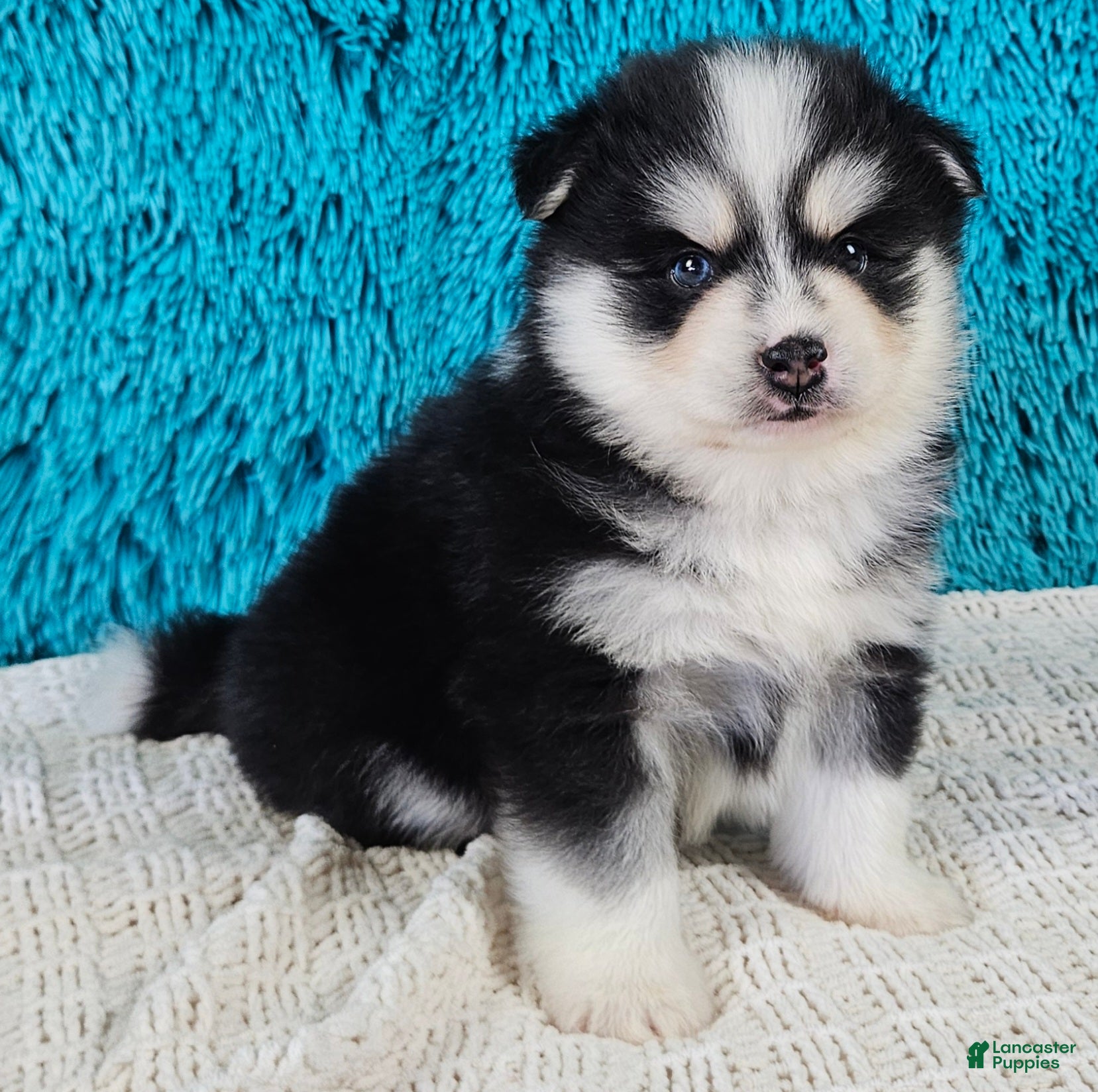 Pomsky dogs Sarge  - Ad 1